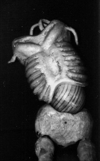 PLETORA - modus vivendi